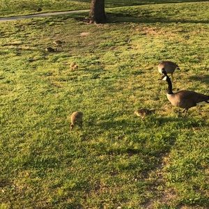 Meet your Posher, Yeny